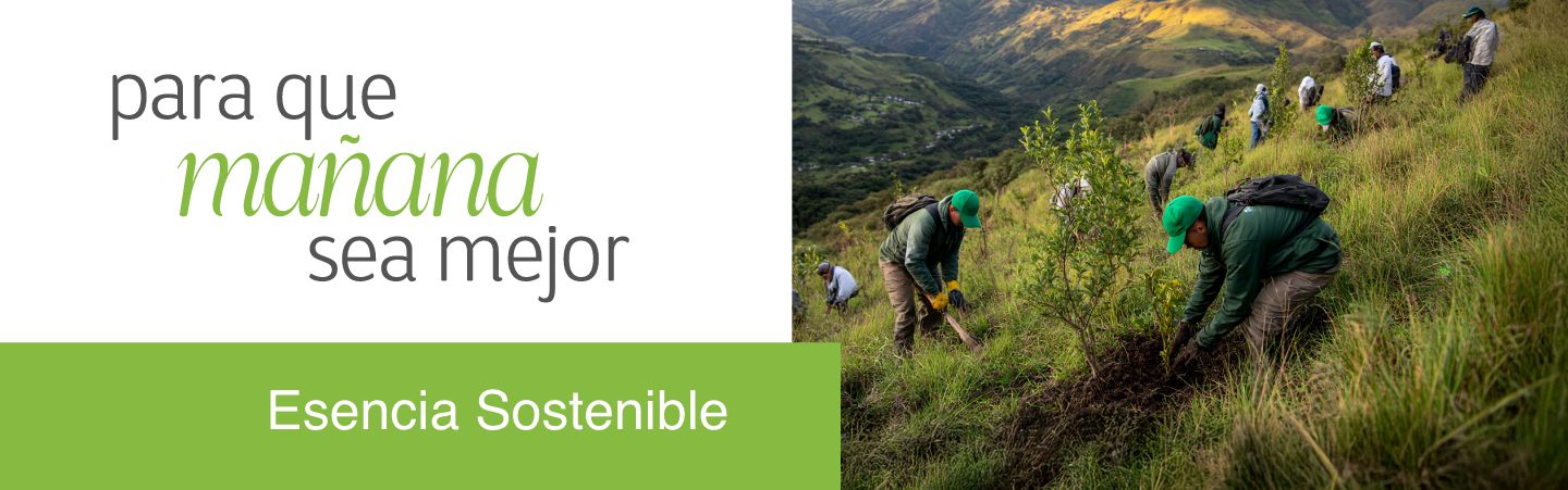 Personas sembrando arboles